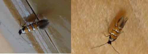 Réf. 56 083 : Phyllonorycter schreberella
