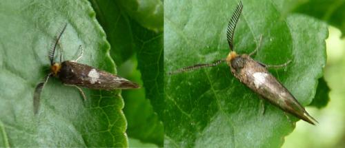 Incurvaria masculella