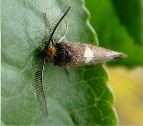 Incurvaria masculella