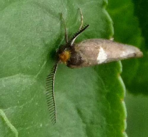 Incurvaria masculella