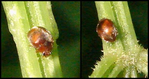 Réf. 56 305 : Scymnus sp.