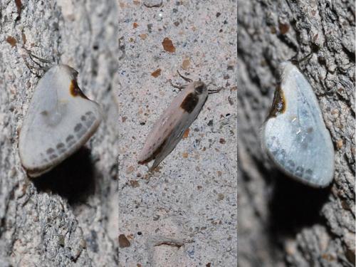 Cilix sp.