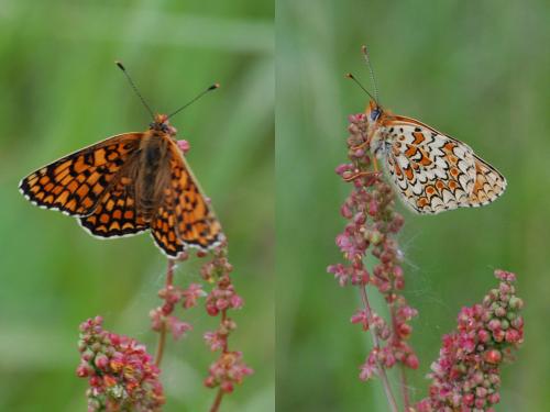 Melitaea phoebe