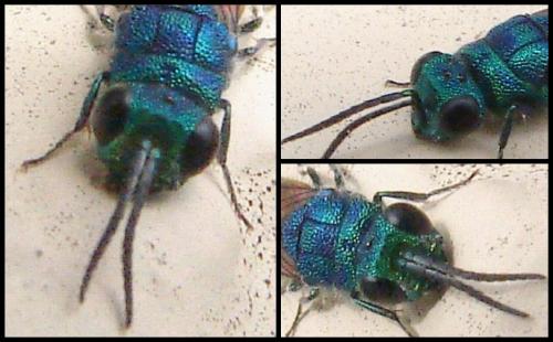 Réf. 56 435 : Chrysis terminata