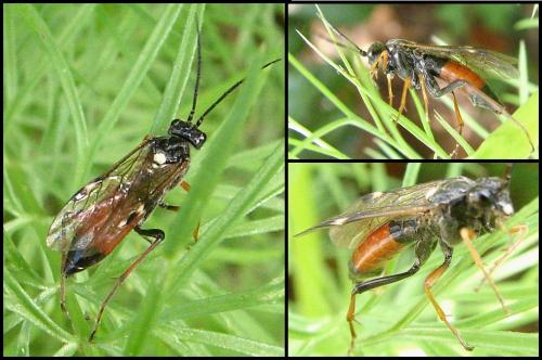 Tenthredopsis sp.