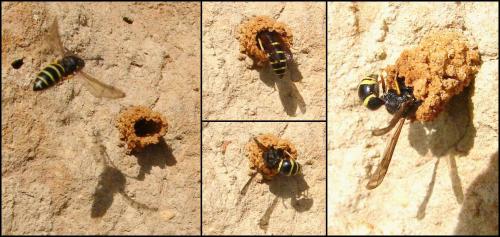 Odynerus spinipes