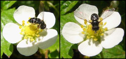 Paragus sp.