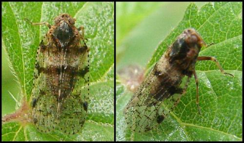 Cixius nervosus