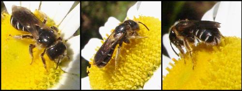 Halictus maculatus