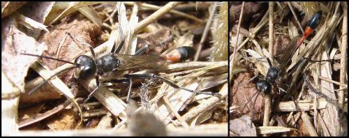 Ammophila sabulosa