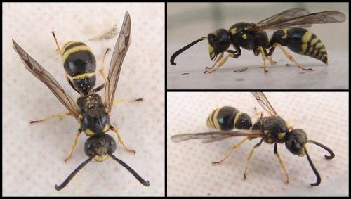 Réf. 56 984 : Symmorphus sp.