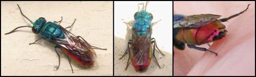 Réf. 56 269 : Chrysis terminata