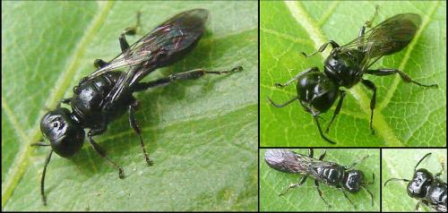 Réf. 56 983 : Crossocerus megacephalus
