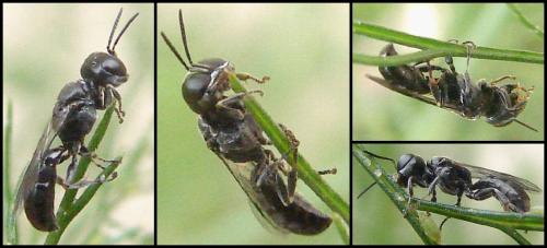 Crossocerus sp.