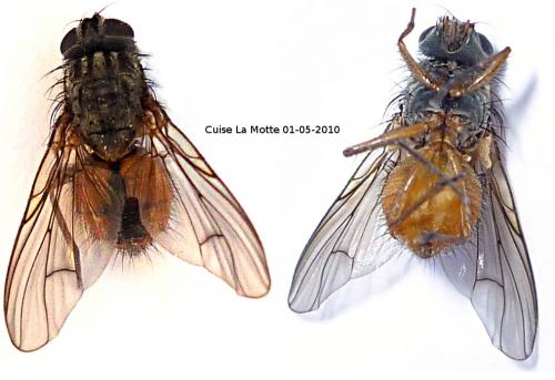 Phaonia subventa