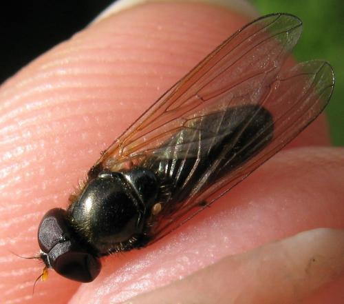 Réf. 56 234 : Cheilosia pagana