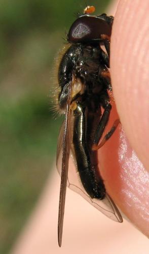 Réf. 56 236 : Cheilosia pagana