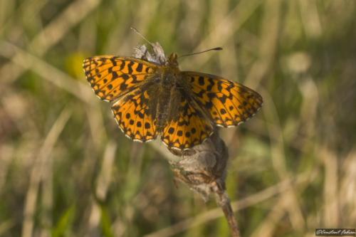 Réf. 56 408 : Boloria dia
