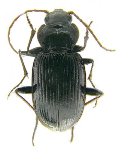 Réf. 56 616 : Nebria brevicollis