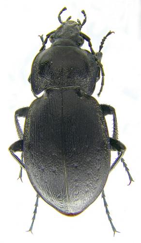 Carabus nemoralis