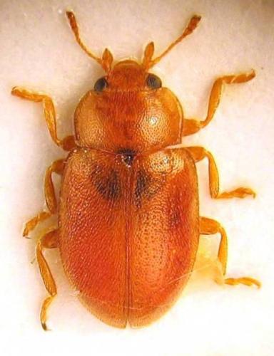 Coccidula rufa