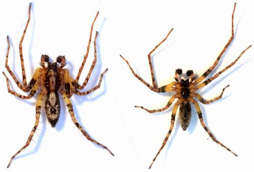 Anyphaena accentuata
