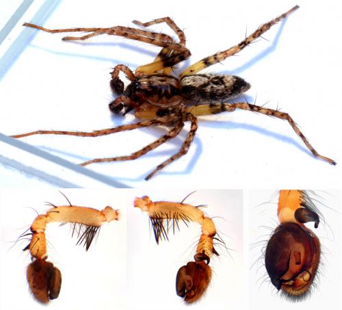 Anyphaena accentuata