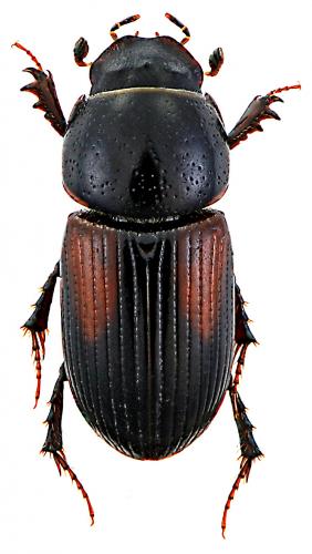 Réf. 56 597 : Nialus varians