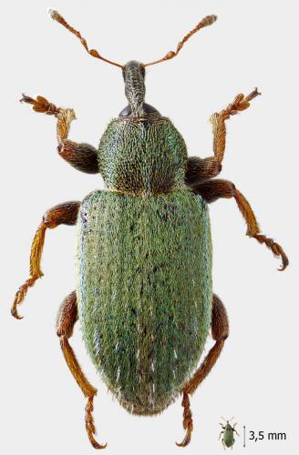 Réf. 56 637 : Hypera nigrirostris