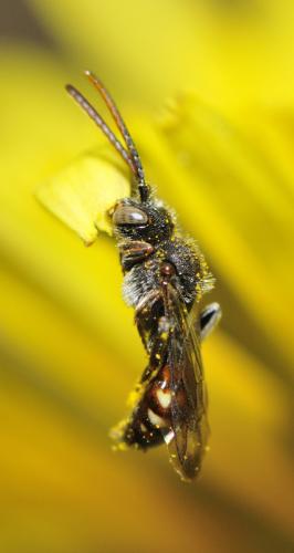 Nomada sp.