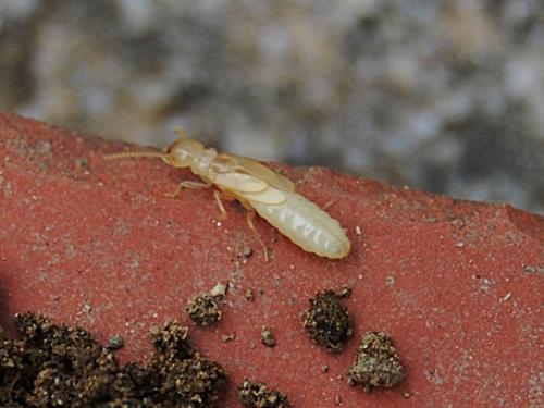 Reticulitermes sp.
