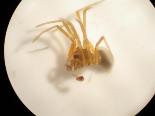 Oedothorax apicatus