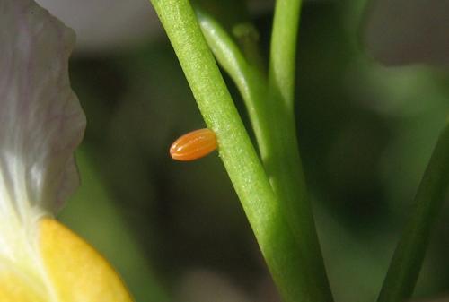 Anthocharis cardamines