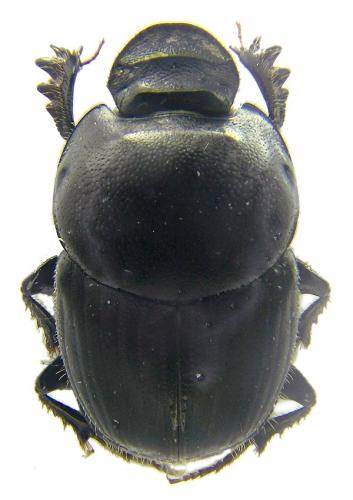 Réf. 56 210 : Onthophagus taurus