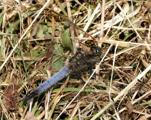 Orthetrum cancellatum