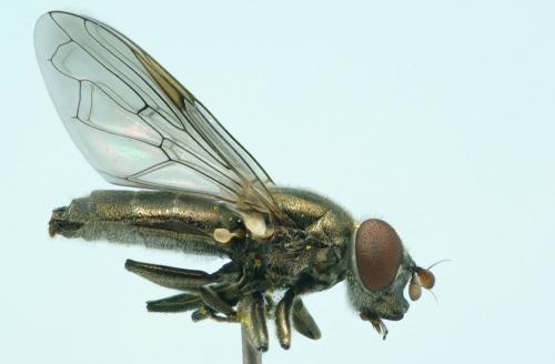 Orthonevra brevicornis