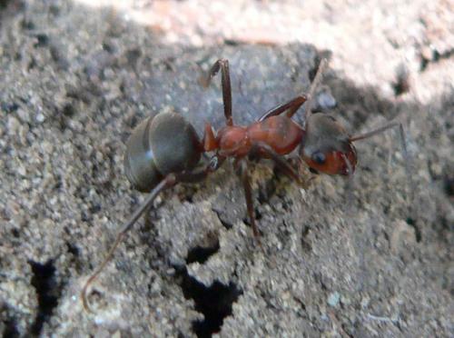 Réf. 56 260 : Formica sp.