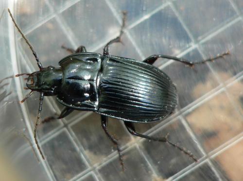 Abax ovalis