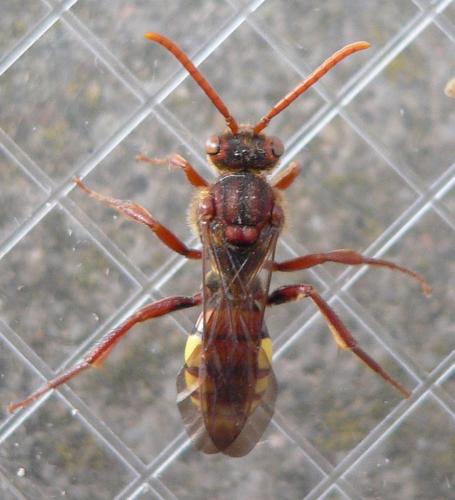 Nomada flava