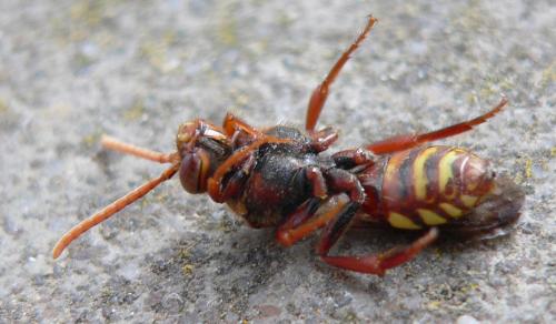 Nomada flava