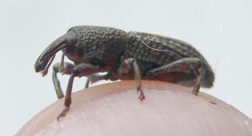 Mitoplinthus caliginosus caliginosus