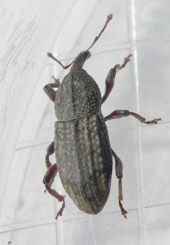 Mitoplinthus caliginosus caliginosus