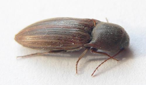 Agriotes lineatus
