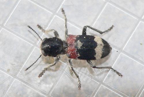 Clerus mutillarius