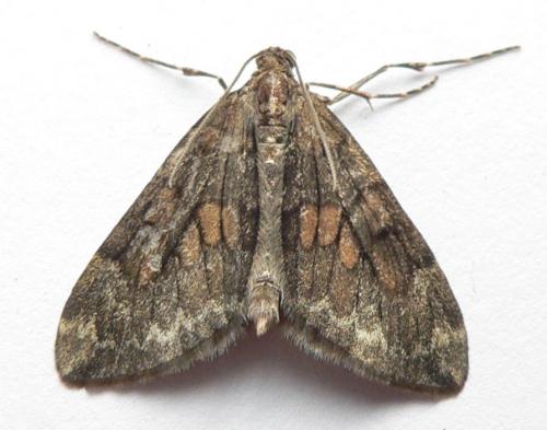 Thera sp.