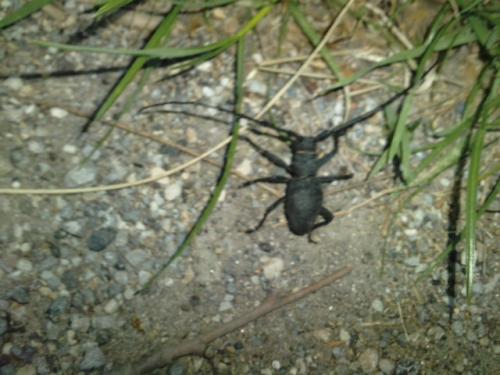Morimus asper