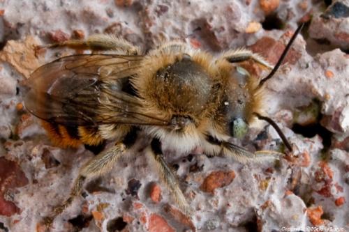 Réf. 56 660 : Osmia aurulenta