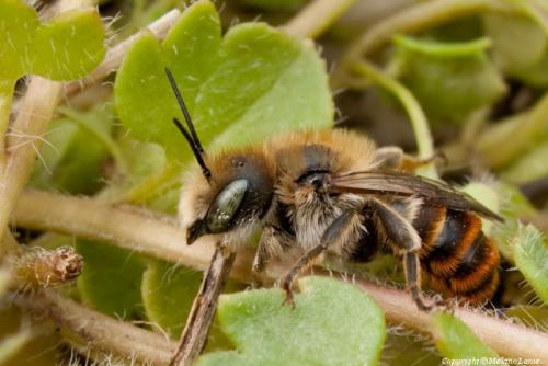 Réf. 56 628 : Osmia aurulenta