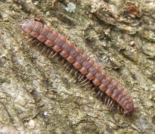 Polydesmus sp.
