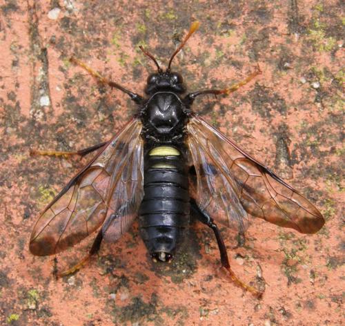 Réf. 56 755 : Cimbex femoratus